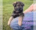 Small Photo #8 German Shepherd Dog Puppy For Sale in SENECA, SC, USA