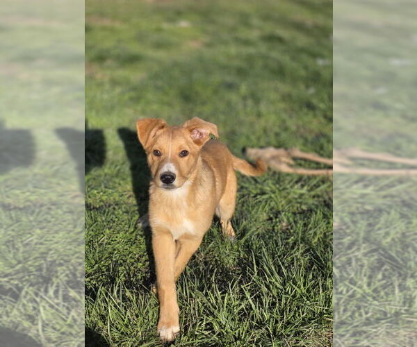 Medium Photo #3 Carolina Dog-Labrador Retriever Mix Puppy For Sale in Aurora, IN, USA