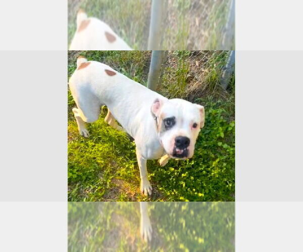 Medium Photo #3 Boxer Puppy For Sale in Austin, TX, USA