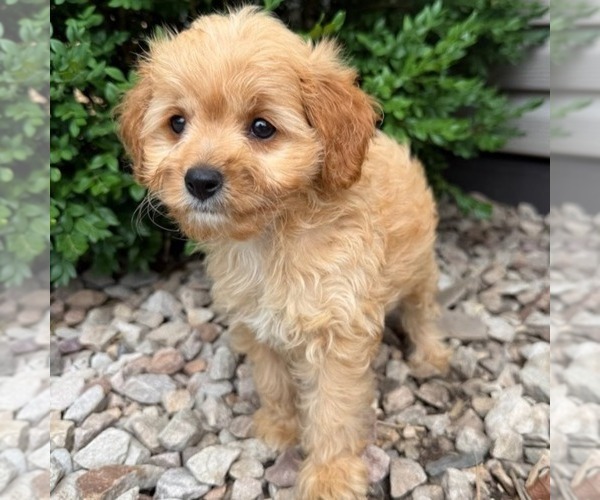 Medium Photo #3 Cavapoo (Miniature) Puppy For Sale in NEWPORT, PA, USA