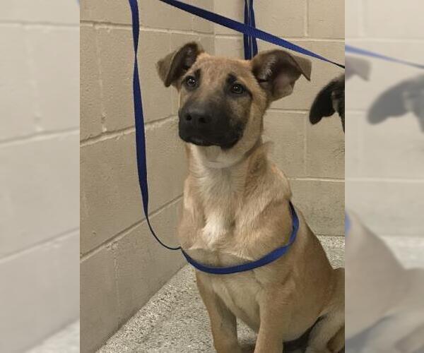 Medium Photo #1 German Shepherd Dog-Unknown Mix Puppy For Sale in Conroe, TX, USA