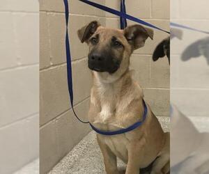 German Shepherd Dog-Unknown Mix Dogs for adoption in Conroe, TX, USA