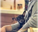 Puppy Clarisa Chihuahua