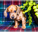 Puppy Arlene Dachshund