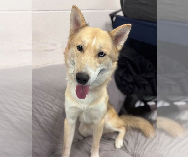 Medium Photo #2 Siberian Husky Puppy For Sale in Muskegon, MI, USA