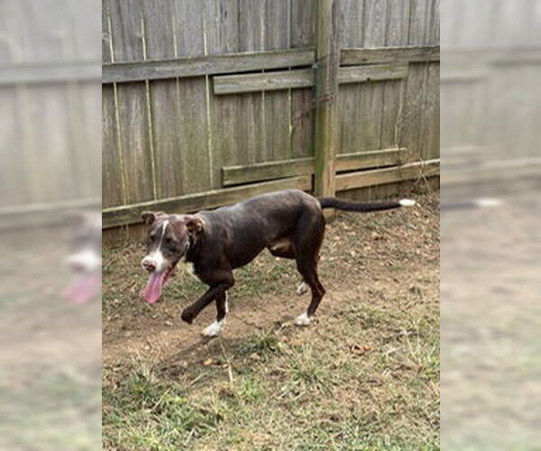 Medium Photo #1 Mutt Puppy For Sale in Jackson, MS, USA