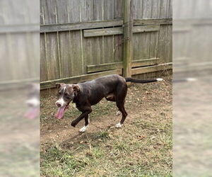 Mutt Dogs for adoption in Jackson, MS, USA