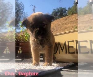 German Shepherd Dog Dogs for adoption in Stockton, CA, USA