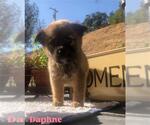 Small German Shepherd Dog