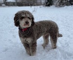 Small Photo #1 Labradoodle Puppy For Sale in WELLSBURG, IA, USA