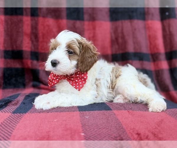 Medium Photo #7 Cavapoo (Miniature) Puppy For Sale in LAKELAND, FL, USA