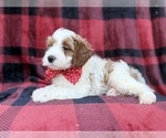 Duke - Male Cavapoo (Miniature) Puppy for Sale - Photo #7
