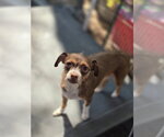 Small #4 Chihuahua