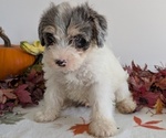 Small Photo #21 Schnoodle (Miniature) Puppy For Sale in GOSHEN, IN, USA