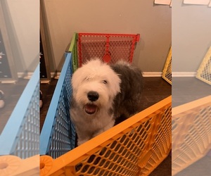 Old English Sheepdog Puppy for sale in ASHEBORO, NC, USA