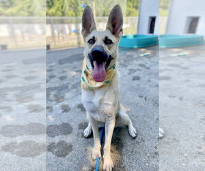 German Shepherd Dog-Unknown Mix Dogs for adoption in Rockaway, NJ, USA