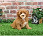 Small #5 Cavapoo (Miniature)