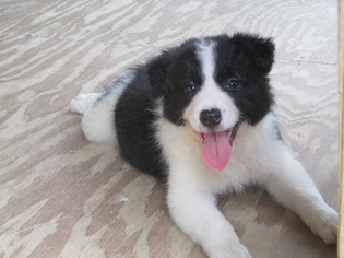 Border Collie Puppy for sale in BLOUNTSVILLE, AL, USA