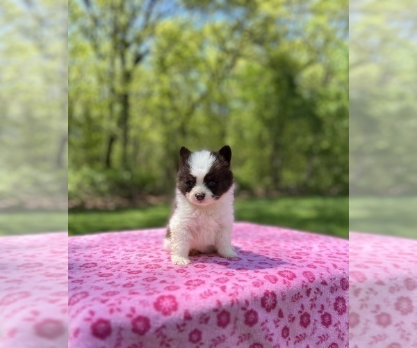 Medium Photo #3 Pomsky Puppy For Sale in DRACUT, MA, USA