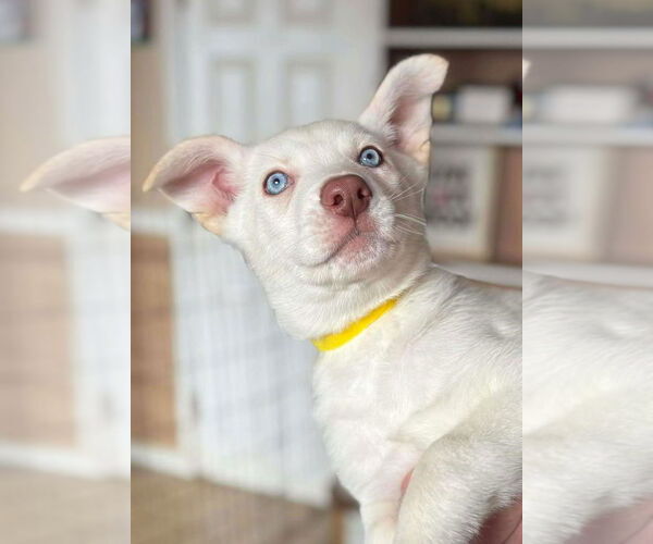 Medium Photo #1 Siberian Husky Puppy For Sale in Matawan, NJ, USA