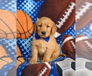 Golden Retriever Puppy for sale in OXFORD, PA, USA