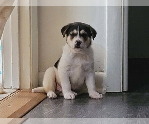 Medium Photo #4 Labrador Retriever-Unknown Mix Puppy For Sale in Holly Springs, NC, USA