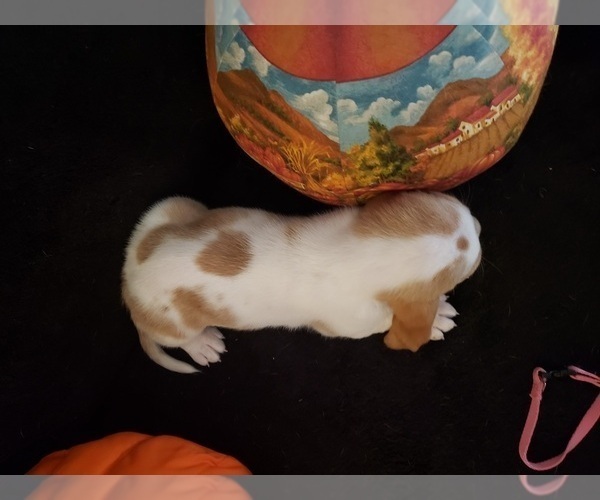 Medium Photo #26 Basset Hound Puppy For Sale in CLAREMORE, OK, USA