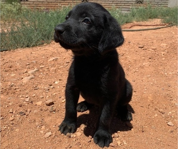 Medium Photo #4 Labrador Retriever Puppy For Sale in HEREFORD, AZ, USA