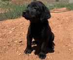 Small Photo #4 Labrador Retriever Puppy For Sale in HEREFORD, AZ, USA