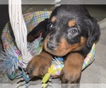 Small #3 Rottweiler