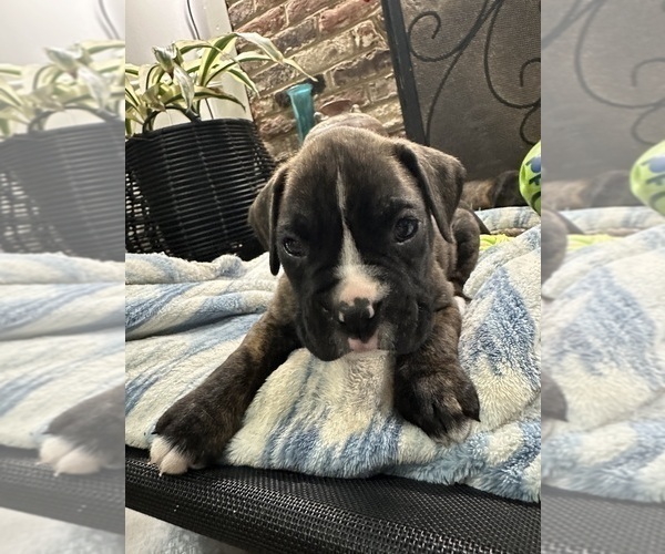 Medium Photo #8 Boxer Puppy For Sale in RALEIGH, NC, USA