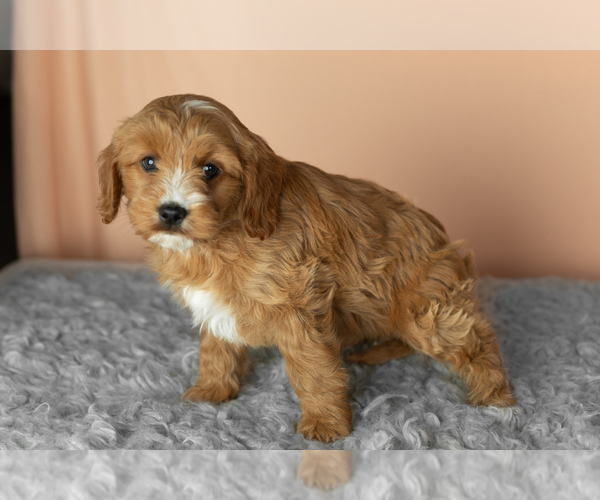 Medium Photo #3 Golden Cavadoodle Puppy For Sale in MILLERSBURG, IN, USA