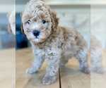 Puppy Purple collar Goldendoodle (Miniature)