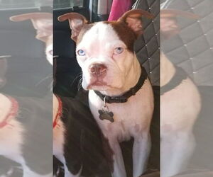 Father of the Boston Terrier puppies born on 06/08/2025