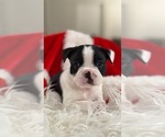 Puppy Finn Faux Frenchbo Bulldog