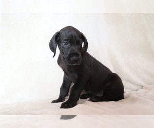 Great Dane Dog for Adoption in SHILOH, Ohio USA