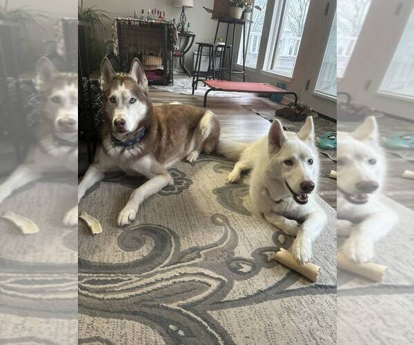 Medium Photo #3 Siberian Husky Puppy For Sale in Springdale, PA, USA