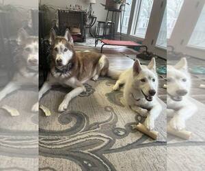 Teea - Female Siberian Husky Dog for Adoption - Photo #3