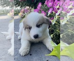 Small #4 Great Pyrenees