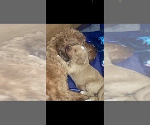 Goldendoodle (Miniature) Puppy for sale in LAKESIDE, CA, USA