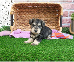 Small #1 Schnauzer (Miniature)
