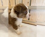 Small Photo #4 Australian Shepherd Puppy For Sale in JEROMESVILLE, OH, USA