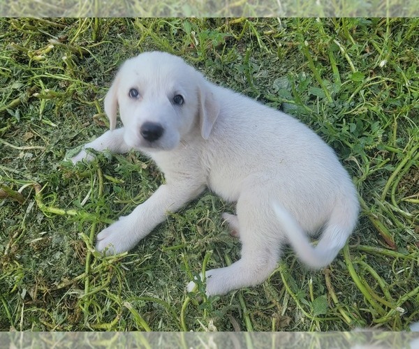 Medium Photo #1 Great Pyrenees Puppy For Sale in ABILENE, TX, USA