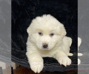 Great Pyrenees Puppy for sale in CANOGA, NY, USA