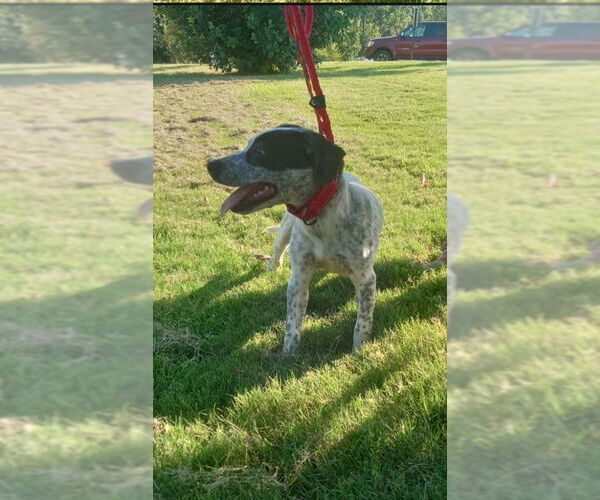 Medium Photo #3 Pointer-Unknown Mix Puppy For Sale in Winston Salem, NC, USA