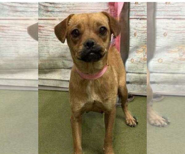 Medium Photo #3 Puggle Puppy For Sale in Lake Elsinore, CA, USA