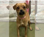Small #2 Puggle