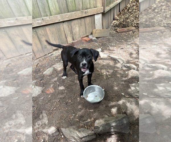 Medium Photo #3 American Pit Bull Terrier Puppy For Sale in FAIRBURN, GA, USA