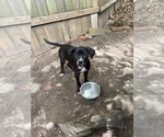 Small #2 American Pit Bull Terrier