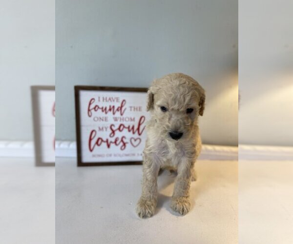 Medium Photo #7 Goldendoodle Puppy For Sale in ZEBULON, NC, USA